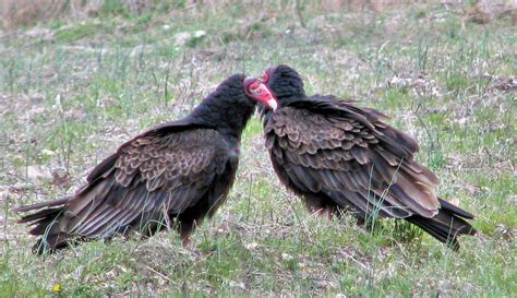 Turkey Buzzards Observed In A Field In Southern New Jersey Flickr