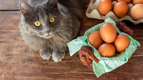 Gato Pode Comer Ovo Ou Faz Mal Saiba O Que Dizem Especialistas