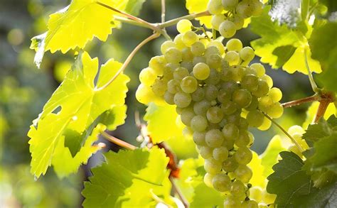 Prosecco Story: Verified by Culinary Wonderland