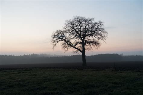 Free Images Landscape Tree Nature Grass Horizon Branch Cloud