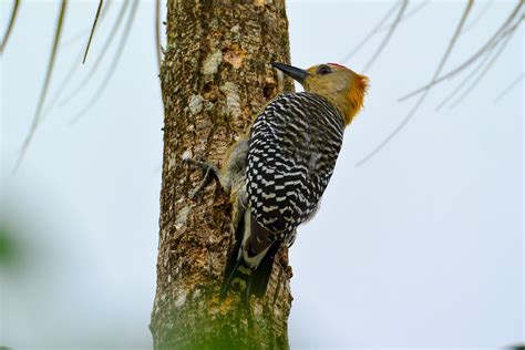 Hoffmann S Woodpecker Melanerpes Hoffmannii Male Flickr