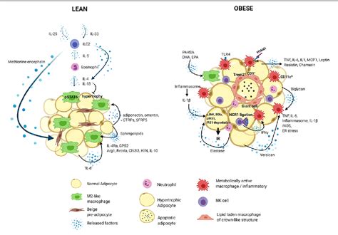 Figure 1 From Innate Immune Cells In The Adipose Tissue In Health And Metabolic Disease