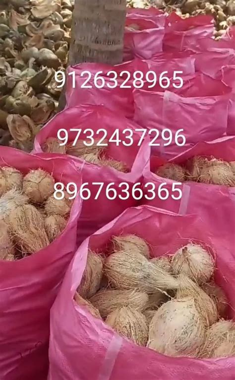 A Grade Semi Husked Coconuts C Graded Packaging Size 50 Kg Coconut