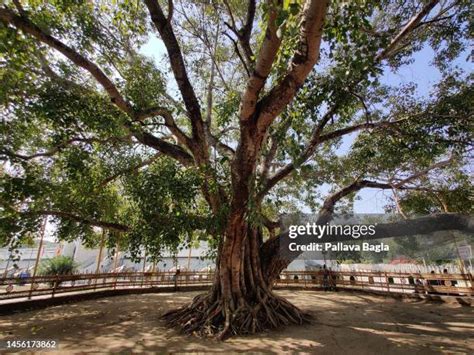 644 The Bodhi Tree Stock Photos, High-Res Pictures, and Images - Getty ...