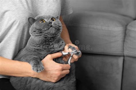 The Girl Cuts The Claws Of The Cat In The Home Interior Stock Photo