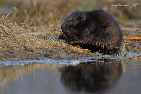 Galeria Ssaki Mammals B Br Europejski European Beaver Castor