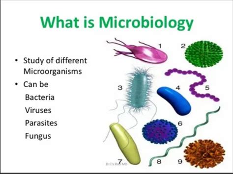میکروبیولوژی چیست دی مگ میکروبیولوژی چیست رشته میکروبیولوژی