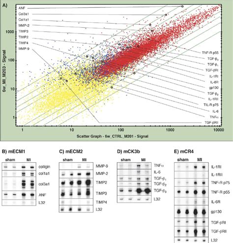 Representative Scatter Plot Of Gene Expression Pattern In The Border