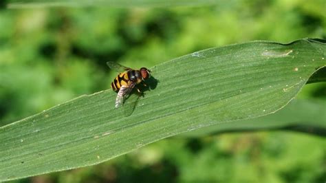 Hoverfly | KET Image Bank | PBS LearningMedia