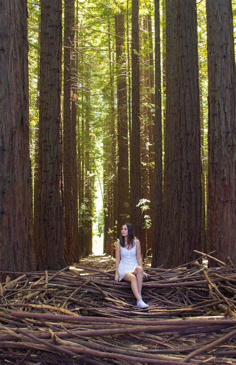 Redwood Forest Redwood Forest Photo Forest Girl