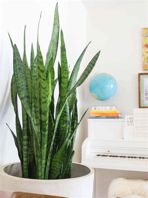 Snake Plant Care Guide: What to Know About This Easy Houseplant