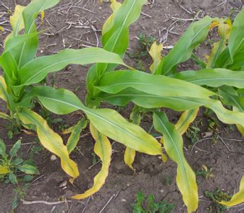 Drought Induced Potassium Deficiency In Soybeans And Corn Golden Harvest