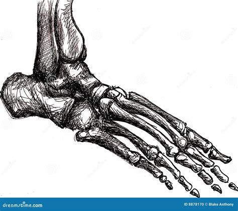 Foot Skeleton Anatomy Stock Photo Image 8878170