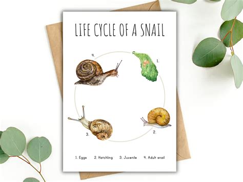 Life Cycle of a Snail Homeschool Printable Montessori Resource Life Cycle Poster Snail Poster ...