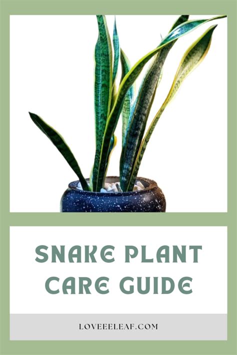 Snake Plant Care Guide - loveeeleaf.com