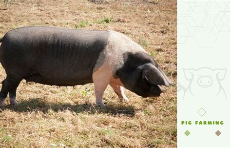 Hampshire Pig – One of the oldest American pig breeds – FarmerDB