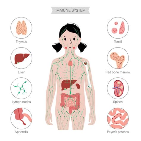 Sistema linfático en el cuerpo humano Vector Premium