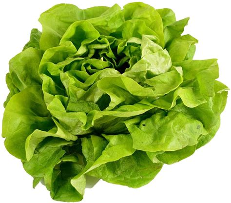 Butter Lettuce