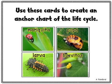 Ladybug Life Cycle Ciclo De Vida De Las Mariquitas In 2021 Life Cycles Ladybug Life Cycle