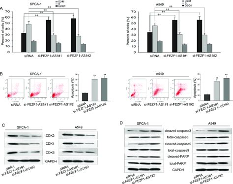 Changes From Cell Cycle And Apoptosis Contribute To The Functions Of