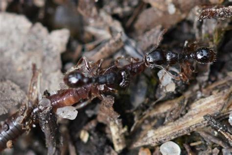 20 Types De Fourmis Espèces Caractéristiques Et Photos