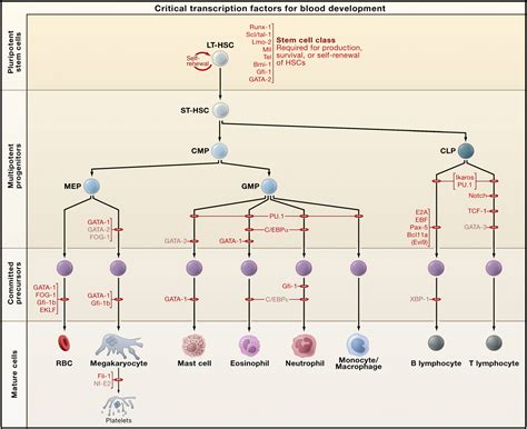 Figure From Hematopoiesis An Evolving Paradigm For Stem Cell Biology