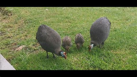 Guinea Fowl Hens And Keets Youtube