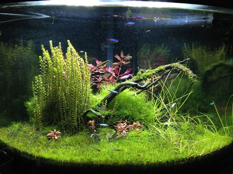 Live Aquarium Plants, Aquascape Aquarium, Planted Aquarium, Aquascaping ...