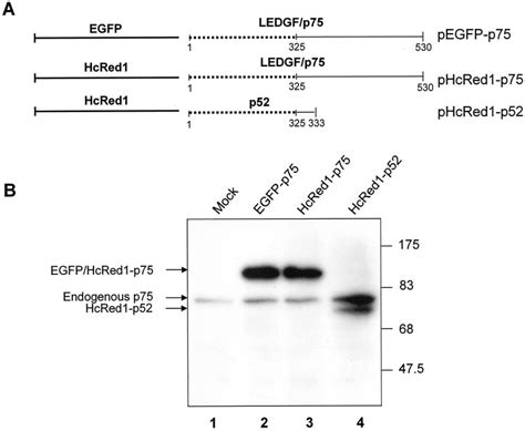 Hcred1 And Egfp Fused Ledgfp75 And P52 Proteins Constructs And