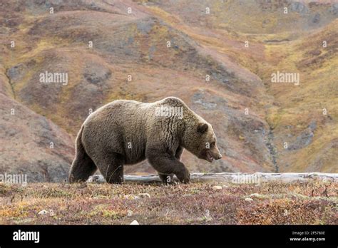 Grizzly bear in habitat Stock Photo - Alamy