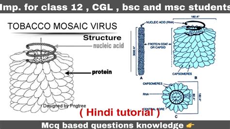 Structure Of Tobacco Mosaic Virus Tmv Virus Ll Biology Ll Youtube