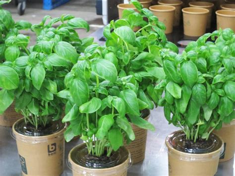 Le Basilic Une Herbe Royale La Terre Est Un Jardin