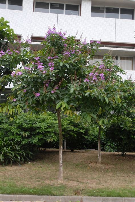 Lagerstroemia speciosa (Giant Crape Myrtle, Queen's Crape Myrtle ...