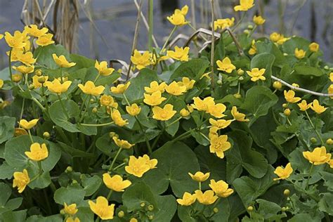 Caltha Palustris Dergartenmarkt De In Pflanzen Wasserpflanzen