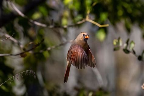 Premium Photo Northern Cardinal Cardinalis Cardinalis In Flight