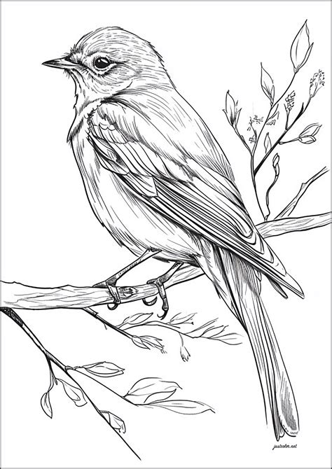realistic drawing   bird   branch bird coloring pages  adults