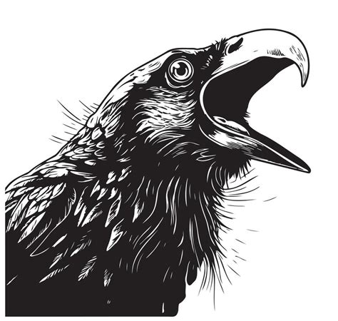 Angry Crow head sketch hand drawn Vector illustration Wild birds ...