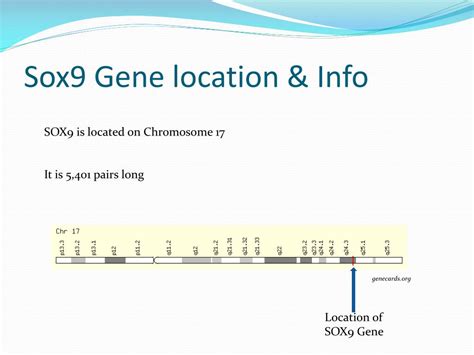 Ppt The Role Of The Sry Gene In Determing Sex Powerpoint