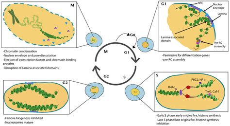 Chromatin Plant Cell