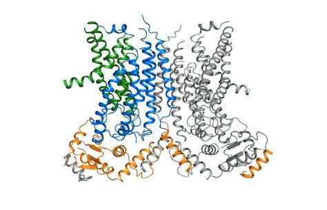 Structural Basis Of Ca Dependent Activation And Lipid Transport By A