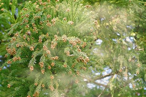 「運転つらい」を防ぐクルマの花粉対策！ 簡単に取り除ける「水拭きの仕方」 ポイントは凹凸 くるまのニュース