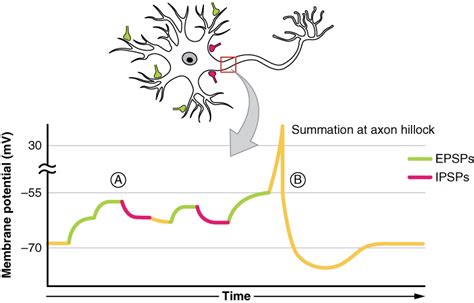 Action Potential Diagram Synapse