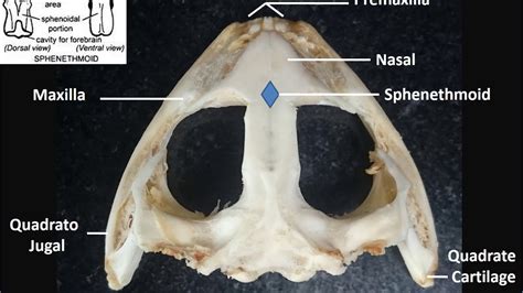 Skull Of Frog Dorsal View Short And Easy Youtube