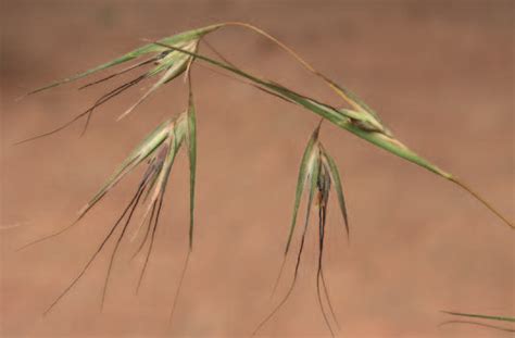 Veld Grass Seed Mayford