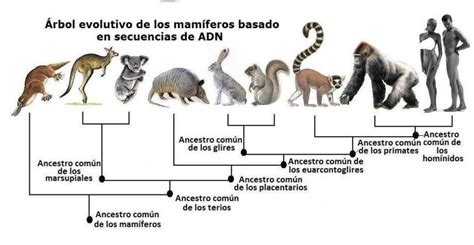 ACTIVIDAD 8 SEGÚN LA ILUSTRACIÓN MENCIONE QUE CARACTERES TAXONOMICOS