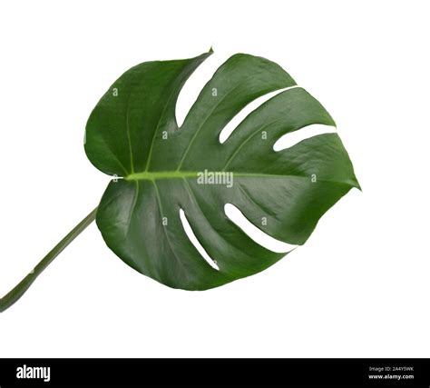 Tropical Jungle Monstera Leaves Isolated Swiss Cheese Plant Isolated On White Background Stock