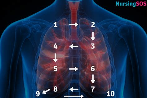 Your Ultimate Guide To The Nursing Respiratory Assessment A Free