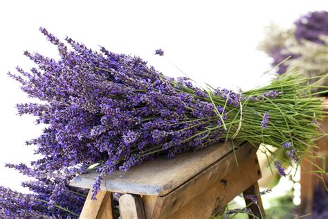 Come Coltivare La Lavanda Non Sprecare