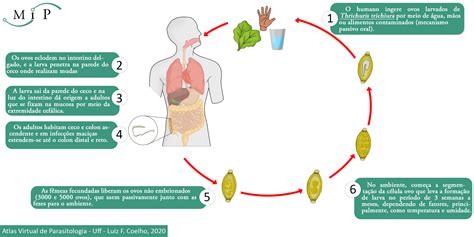 Atlas Virtual De Parasitologia