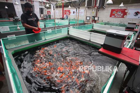 Budidaya Ikan Koi Impor Jepang Di Tangerang Republika Online